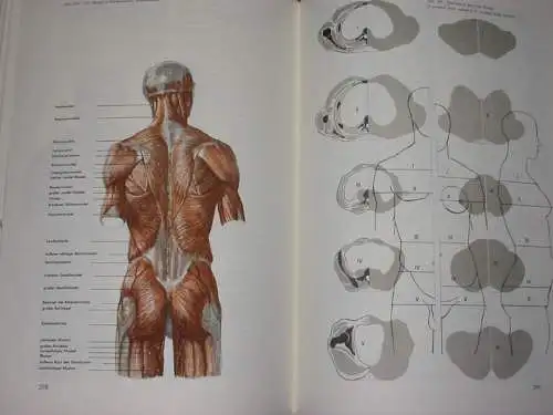 Gottfried Bammes: Der nackte Mensch
 Hand- und Lehrbuch der Anatomie für Künstler, dargestellt unter besonderer Berücksichtigung der ihr eigenen Aufgaben, Ziele und methodischen Probleme. 