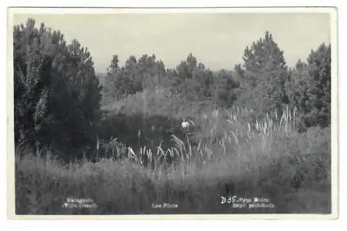 [Echtfotokarte schwarz/weiß] Balneario "Villa Gesell". Los Pinos. 