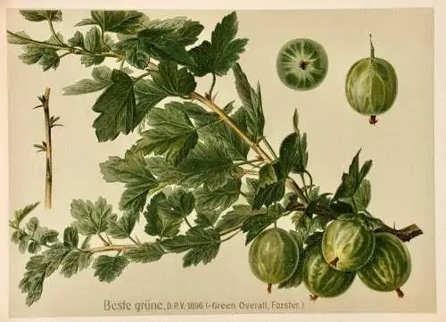 Stachelbeere Beste grüne, Lithographie aus J. Müller "Deutschlands Obstsorten"