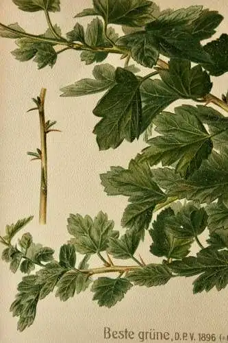 Stachelbeere Beste grüne, Lithographie aus J. Müller "Deutschlands Obstsorten"