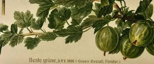 Stachelbeere Beste grüne, Lithographie aus J. Müller "Deutschlands Obstsorten"