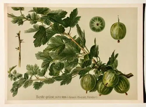 Stachelbeere Beste grüne, Lithographie aus J. Müller "Deutschlands Obstsorten"