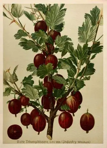 Stachelbeere Rote Triumphbeere, Litho aus J. Müller "Deutschlands Obstsorten"