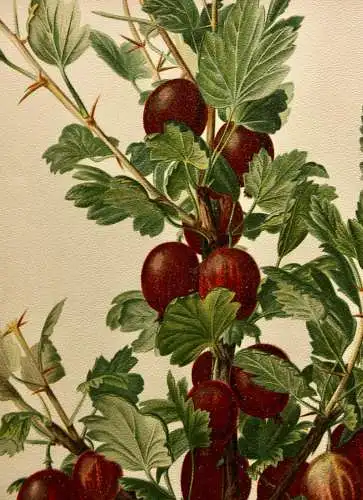 Stachelbeere Rote Triumphbeere, Litho aus J. Müller "Deutschlands Obstsorten"