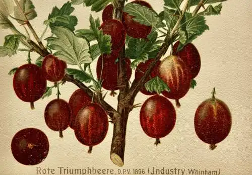 Stachelbeere Rote Triumphbeere, Litho aus J. Müller "Deutschlands Obstsorten"