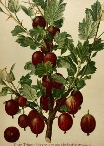 Stachelbeere Rote Triumphbeere, Litho aus J. Müller "Deutschlands Obstsorten"