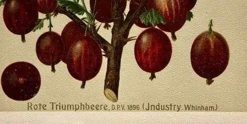 Stachelbeere Rote Triumphbeere, Litho aus J. Müller "Deutschlands Obstsorten"