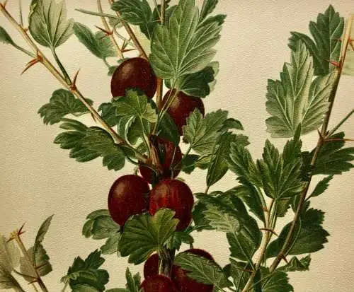 Stachelbeere Rote Triumphbeere, Litho aus J. Müller "Deutschlands Obstsorten"