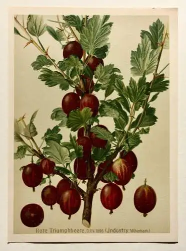 Stachelbeere Rote Triumphbeere, Litho aus J. Müller "Deutschlands Obstsorten"