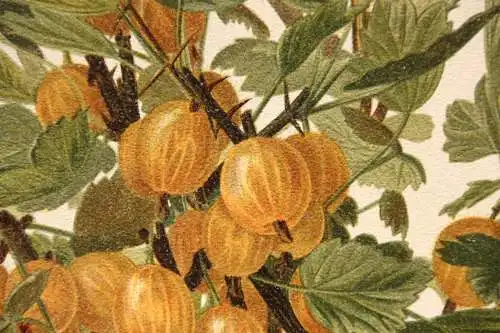 Stachelbeere Früheste Gelbe Lithographie aus J. Müller "Deutschlands Obstsorten"
