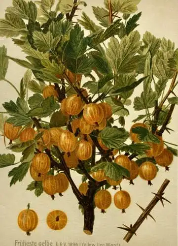 Stachelbeere Früheste Gelbe Lithographie aus J. Müller "Deutschlands Obstsorten"