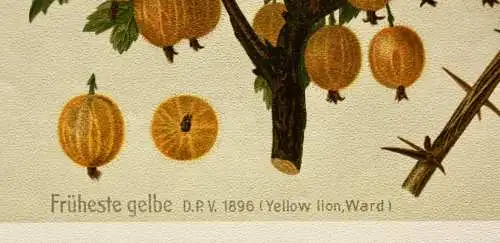 Stachelbeere Früheste Gelbe Lithographie aus J. Müller "Deutschlands Obstsorten"