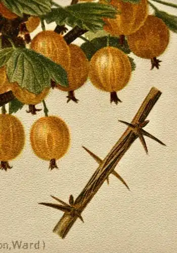 Stachelbeere Früheste Gelbe Lithographie aus J. Müller "Deutschlands Obstsorten"