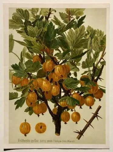 Stachelbeere Früheste Gelbe Lithographie aus J. Müller "Deutschlands Obstsorten"