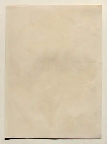 Stachelbeere Früheste Gelbe Lithographie aus J. Müller "Deutschlands Obstsorten"
