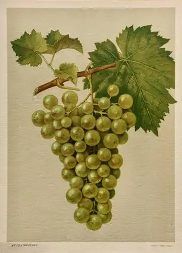 Rebsorte Muskatgutedel, Lithographie aus J. Müller "Deutschlands Obstsorten"