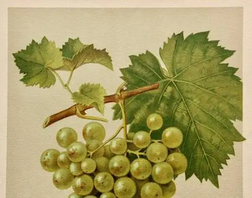 Rebsorte Muskatgutedel, Lithographie aus J. Müller "Deutschlands Obstsorten"