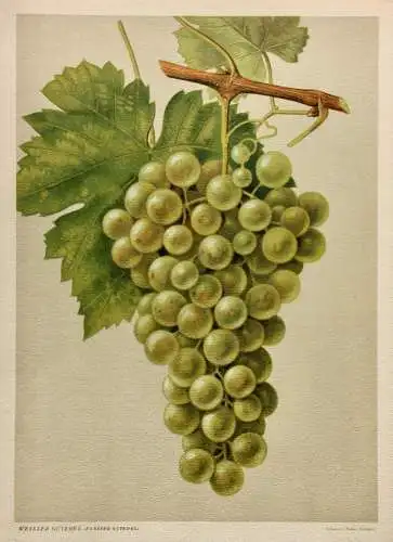 Rebsorte Weisser Gutedel, Lithographie aus J. Müller "Deutschlands Obstsorten"