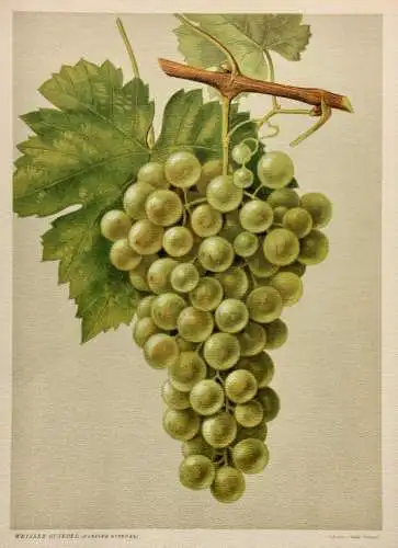 Rebsorte Weisser Gutedel, Lithographie aus J. Müller "Deutschlands Obstsorten"