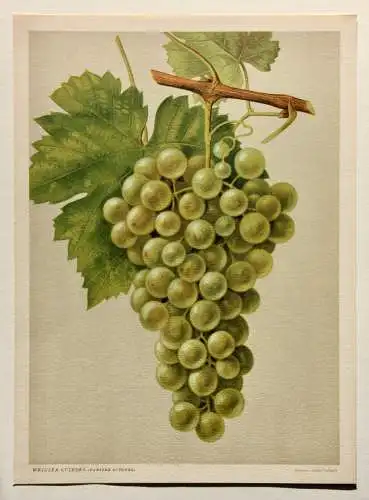 Rebsorte Weisser Gutedel, Lithographie aus J. Müller "Deutschlands Obstsorten"