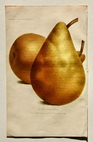 Pieter J. de Pannemaeker, Chromolithographie, Birne Poire Durondeau, um 1875