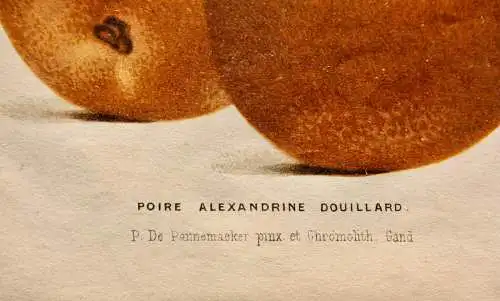 Pieter J. de Pannemaeker, Chromolithographie, Birne Poire Alexandrine Douillard