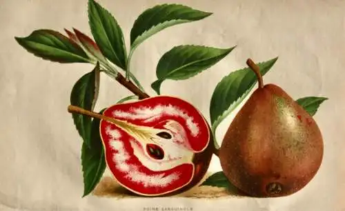 Pieter J. de Pannemaeker, Chromolithographie, Birne Poire Sanguinole, um 1875