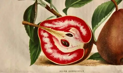 Pieter J. de Pannemaeker, Chromolithographie, Birne Poire Sanguinole, um 1875