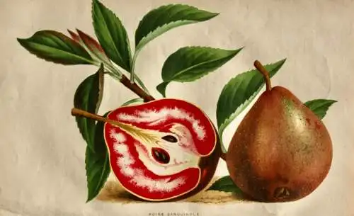 Pieter J. de Pannemaeker, Chromolithographie, Birne Poire Sanguinole, um 1875