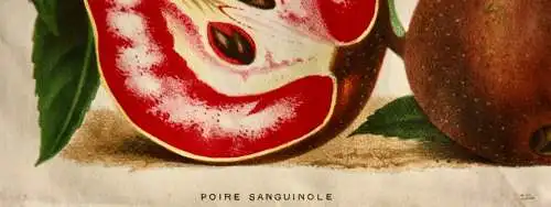 Pieter J. de Pannemaeker, Chromolithographie, Birne Poire Sanguinole, um 1875