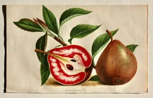 Pieter J. de Pannemaeker, Chromolithographie, Birne Poire Sanguinole, um 1875