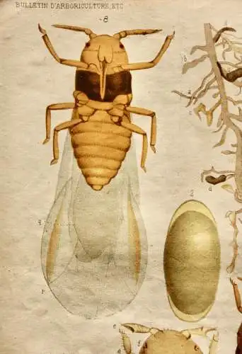 Pieter J. de Pannemaeker, Chromolithographie, Reblaus Phylloxera Vastatrix, 1875