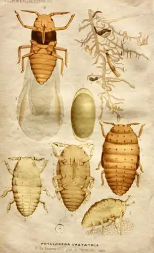 Pieter J. de Pannemaeker, Chromolithographie, Reblaus Phylloxera Vastatrix, 1875