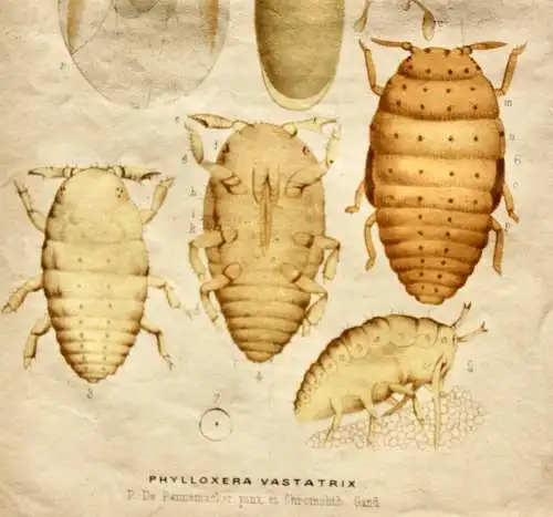 Pieter J. de Pannemaeker, Chromolithographie, Reblaus Phylloxera Vastatrix, 1875