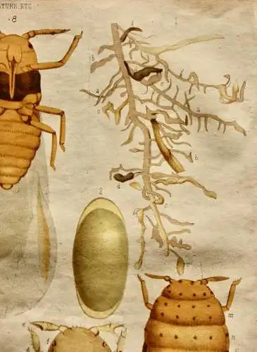 Pieter J. de Pannemaeker, Chromolithographie, Reblaus Phylloxera Vastatrix, 1875