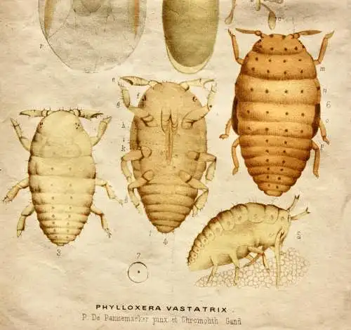 Pieter J. de Pannemaeker, Chromolithographie, Reblaus Phylloxera Vastatrix, 1875