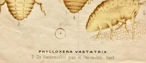 Pieter J. de Pannemaeker, Chromolithographie, Reblaus Phylloxera Vastatrix, 1875