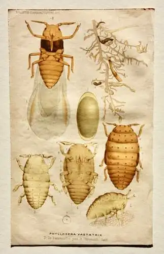 Pieter J. de Pannemaeker, Chromolithographie, Reblaus Phylloxera Vastatrix, 1875