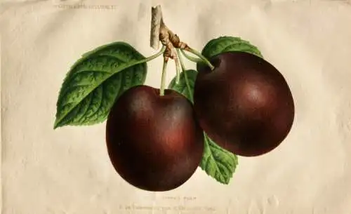 Pieter J. de Pannemaeker, Chromolithographie, Pflaume Kirke's Plum, um 1875