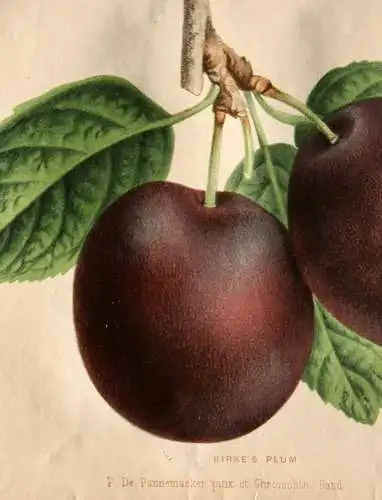 Pieter J. de Pannemaeker, Chromolithographie, Pflaume Kirke's Plum, um 1875