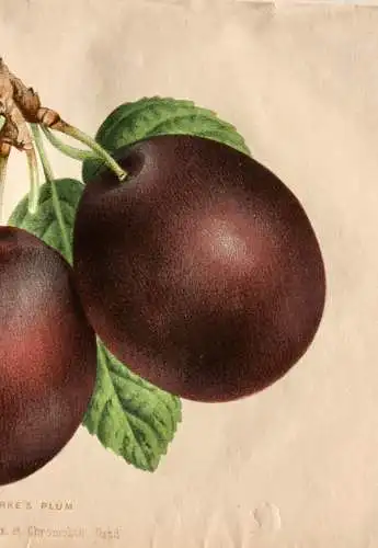 Pieter J. de Pannemaeker, Chromolithographie, Pflaume Kirke's Plum, um 1875