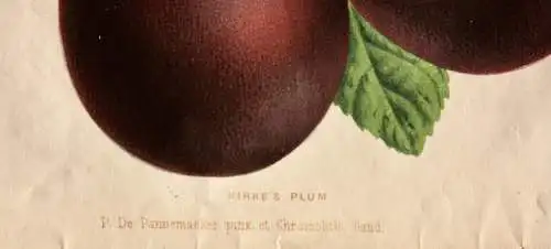 Pieter J. de Pannemaeker, Chromolithographie, Pflaume Kirke's Plum, um 1875