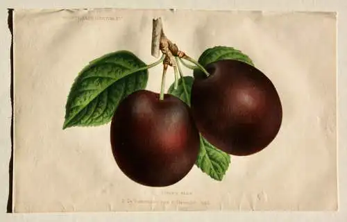 Pieter J. de Pannemaeker, Chromolithographie, Pflaume Kirke's Plum, um 1875