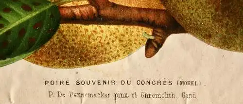 Pieter J. de Pannemaeker, Chromolithographie, Birne Poire Souvenir du Congrès