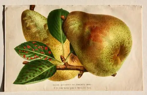 Pieter J. de Pannemaeker, Chromolithographie, Birne Poire Souvenir du Congrès