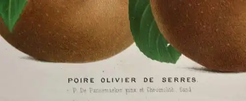 Pieter J. de Pannemaeker, Chromolithographie, Birne Olivier de Serres