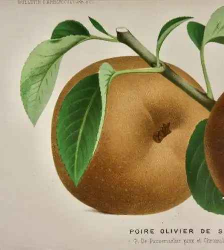 Pieter J. de Pannemaeker, Chromolithographie, Birne Olivier de Serres