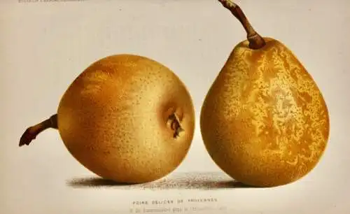 Pieter J. de Pannemaeker, Chromolithographie, Birne Poire Délices de Froyennes