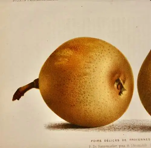 Pieter J. de Pannemaeker, Chromolithographie, Birne Poire Délices de Froyennes