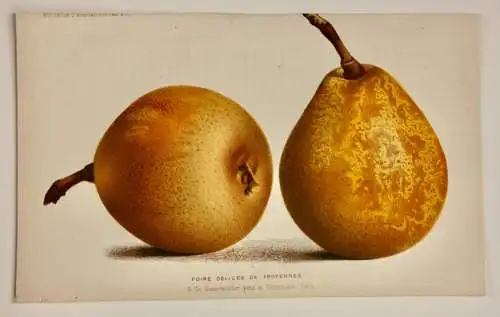 Pieter J. de Pannemaeker, Chromolithographie, Birne Poire Délices de Froyennes